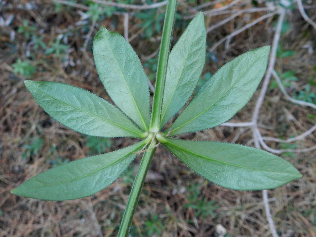 Rubia peregrina subsp. peregrina